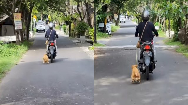 Tangkapan layar video detik-detik seorang emak-emak di Bali menarik anjing dengan menggunakan motor (Instagram @nangbryan_adventure)