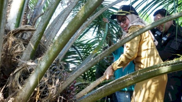 Bupati Luwu Utara, Indah Putri Indriani saat melakukan panen sawit.