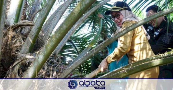 Program Peremajaan Sawit Rakyat Sukses Dijalankan, IDP Panen Perdana