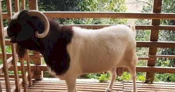 Bolehkah Kurban Satu Kambing untuk Sekeluarga? Ini Penjelasan Ustadz Adi Hidayat