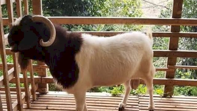 Bolehkah Kurban Satu Kambing untuk Sekeluarga? Ini Penjelasan Ustadz Adi Hidayat