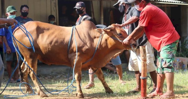 Cara Bisa Kurban Tiap Tahun Menurut Buya Yahya