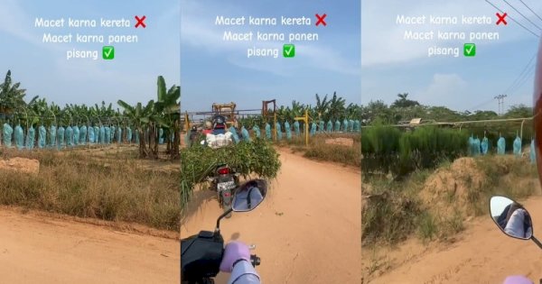 Viral Pengendara Kejebak Macet Gegara Panen Pisang, Panjang Bak Kereta