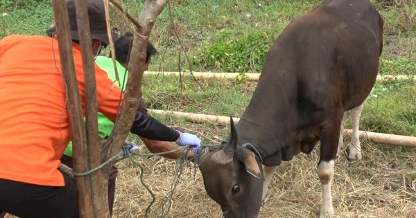 Sejumlah Sapi di Makassar Ditemukan Tidak Layak jadi Hewan Kurban 