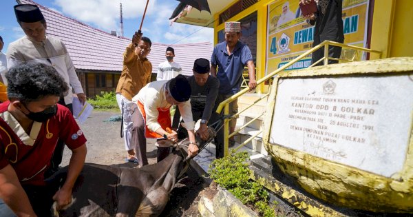 Taufan Pawe Sembelih 4 Hewan Qurban di Kantor DPD Golkar Parepare