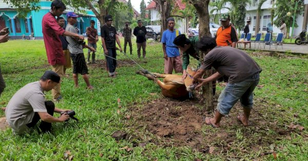 Iduladha 1444 H, 1.213 Hewan Qurban Dipotong di Kabupaten Luwu Utara