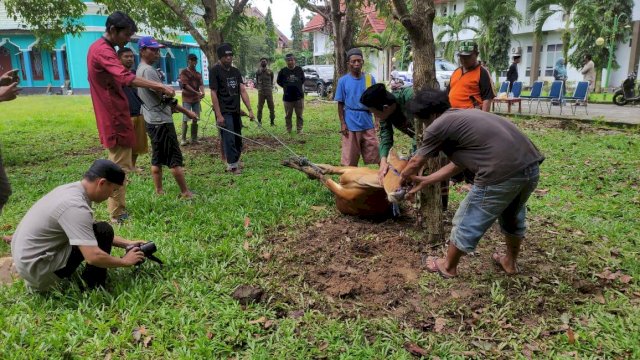 Sebanyak 1.213 hewan qurban disembelih alias dipotong pada Iduladha 1444 H/29 Juni 20023 M di wilayah Kabupaten Luwu Utara Provinsi Sulawesi Selatan.