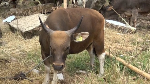 Salah satu hewan kurban sapi yang dijual di Jl Hertasning, Makassar. 