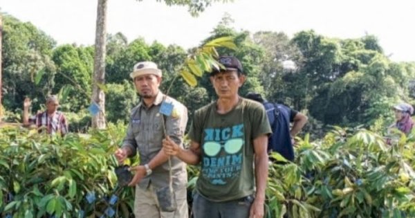 Kementerian Pertanian Bangun Kampung Hortikultura di Luwu Utara