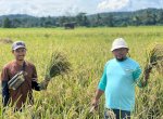 Berkat Program SRI Organik, Hasil Panen Binaan PT Vale di Desa Lamedai Melimpah