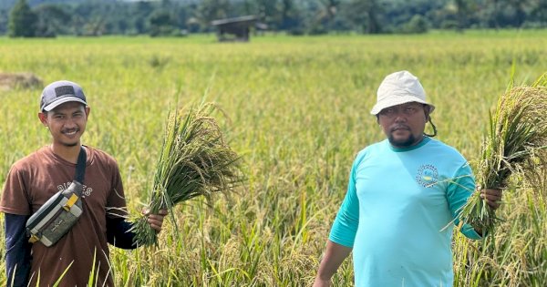 Berkat Program SRI Organik, Hasil Panen Binaan PT Vale di Desa Lamedai Melimpah