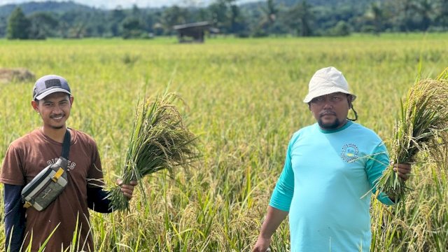 Petani binaan PT Vale Indonesia Tbk (PT Vale) di Desa Lamedai, Kabupaten Kolaka, Sulawesi Tenggara (Sultra) mengaku lega bisa melakukan panen dengan hasil melimpah. Panen telah berlangsung pada Rabu (28/06). Melimpahnya hasil pertanian tersebut berkat dukungan program Pertanian Sehat Ramah Lingkungan Berkelanjutan (PSRLB) yang menerapkan System of Rice Intensification (SRI) Organik. Program ini masuk dalam Program Pengembangan dan Pemberdayaan Masyarakat (PPM) PT Vale.