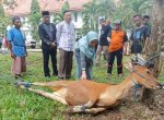 1213 Hewan Jurban Dipotong di Kabupaten Luwu Utara saat Idul Adha