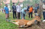 1213 Hewan Jurban Dipotong di Kabupaten Luwu Utara saat Idul Adha