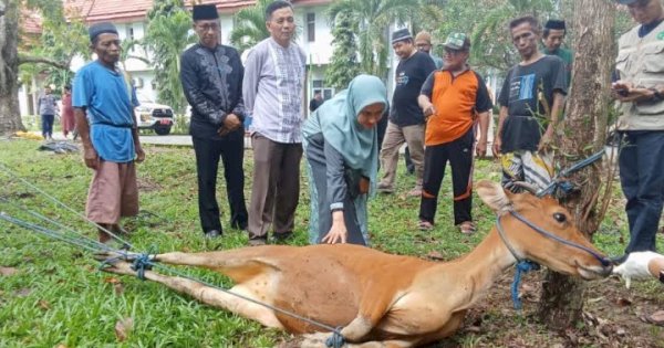 1213 Hewan Jurban Dipotong di Kabupaten Luwu Utara saat Idul Adha