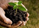 2050 Bibit Pohon Bakal Ditanam di Bantaran Sungai Masamba