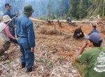 Bakar dan Gunduli Hutan, Kades di Lutim Terancam Bui 5 Tahun dan Denda Rp 7,5 M