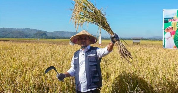 Bersama Petani, Gubernur Andi Sudirman Panen dan Tanam Mandiri Benih Padi di Maros