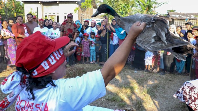 Gerakan Panrannuangku (GP) Takalar Dukung Ganjar Pranowo mengadakan lomba tangkap bebek di Bassara, Kelurahan Sabintang, Kecamatan Pattallassang, Kabupaten Takalar, Sulawesi Selatan. 