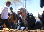 Bupati Indah Ikut Panen Kentang di Rongkong, Hasilnya Disuplai ke IKN