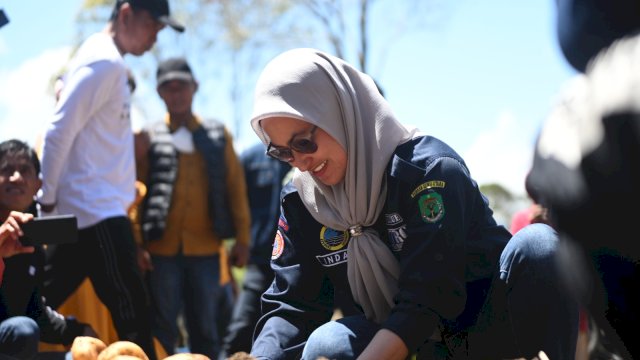 Bupati Indah Ikut Panen Kentang di Rongkong, Hasilnya Disuplai ke IKN