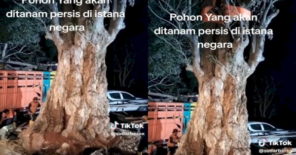 Viral Penampakan Pohon Pule yang Akan Ditanam di IKN, Nilainya Seharga Fortuner