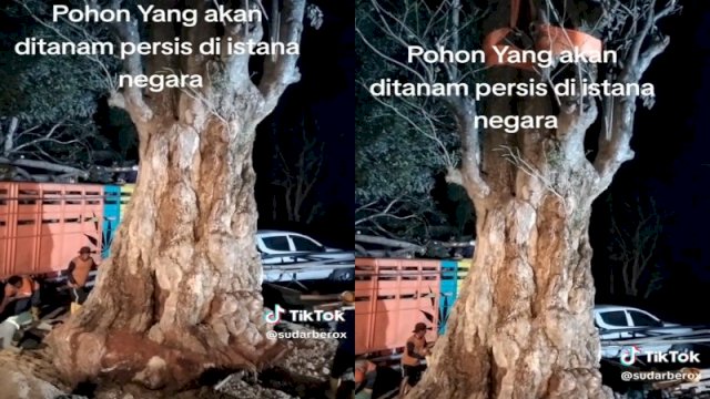 Penampakan pohon Pule yang akan ditanam di Istana Negara IKN Nusantara. (TikTok @sudarberox)