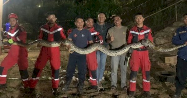 Damkar Makassar Berhasil Evakuasi Ular Sanca, Panjangnya 5 Meter 