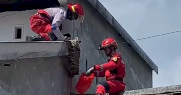 Menempel di Tembok Rumah Warga, Damkar Makassar Evakuasi Sarang Tawon 