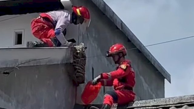 Penampakan dua personil Damkar Makassar saat mengevakuasi sarang tawon yang menempel di tembok luar rumah warga di Jl Bumi Permata Sudiang, Kelurahan Sudiang Raya, Kecamatan Biringkanaya, Makassar, Rabu (14/6/2023). 