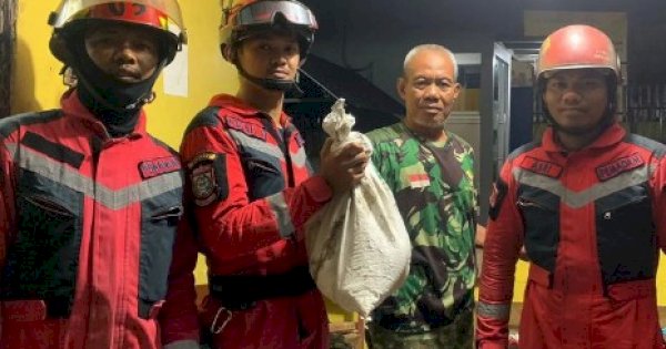 Penanganan Ular 2 Meter Lebih, 6 Personil Damkar Makassar Diterjunkan 