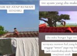 Viral Bocah Naik ke Atap Rumah Lantai 3 Sendirian, Terinspirasi dari Kartun Ayam