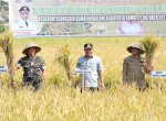 Di Tengah Kemarau dan El Nino, Bahtiar Baharuddin Hadiri Panen Raya di Gowa 