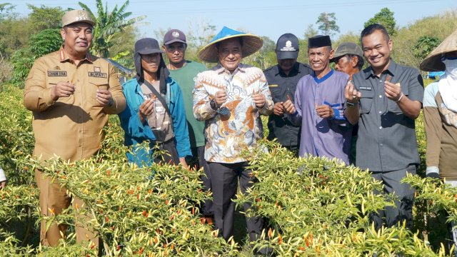 Pj Gubernur Bahtiar Panen Cabai Varietas Cakra Putih, Petani: Alhamdulillah, Hasilnya Bisa Naik Haji