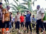 Pj Gubernur Sulsel Kunjungi Kampung Pisang di Pinrang, Genjot Cara Cepat Perbanyak Anakan