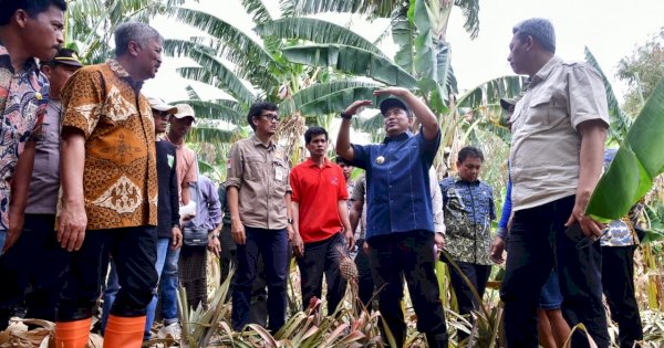 Pj Gubernur Sulsel Kunjungi Kampung Pisang di Pinrang, Genjot Cara Cepat Perbanyak Anakan