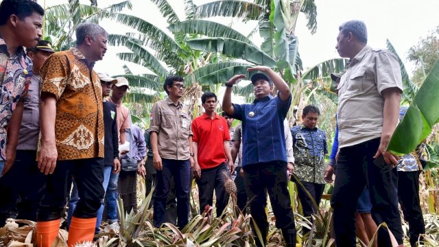 Pj Gubernur Sulsel Kunjungi Kampung Pisang di Pinrang, Genjot Cara Cepat Perbanyak Anakan