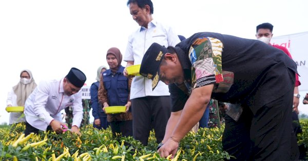 Pemprov Sulsel dan Pemkab Wajo Panen Raya Cabe