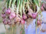 Produksi Bawang Merah Berkurang Karena El Nino, Pemprov Sulsel Bakal Bantu Sumur Bor untuk Petani Enrekang