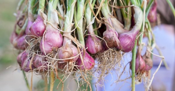 Produksi Bawang Merah Berkurang Karena El Nino, Pemprov Sulsel Bakal Bantu Sumur Bor untuk Petani Enrekang