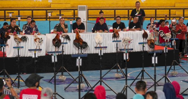 Kontes Ayam Ketawa Gubernur Cup 2023, Bahtiar Baharuddin Harap Awal Kebangkitan Ayam Khas Sulsel 