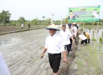 Percepatan Produksi Beras Nasional, Mentan Amran Serukan &#8220;Tanam Culik&#8221; dari Tuban