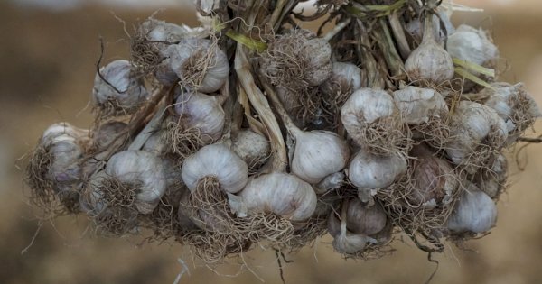 Kementan Dorong Peningkatan Produksi Bawang Putih Melalui Wajib Tanam dan Produksi