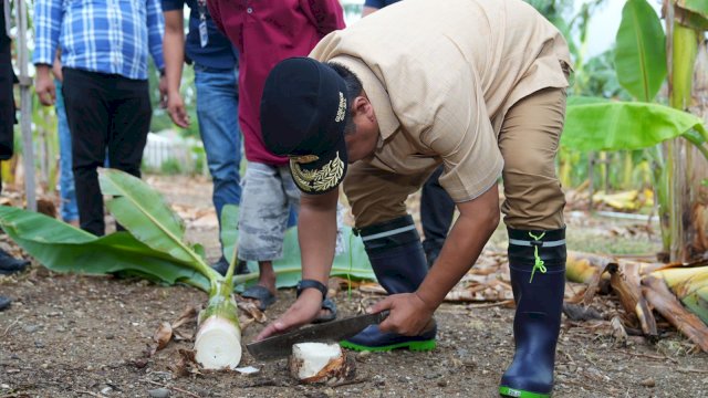 Tanam Beragam Jenis Hortikultura, Pj Gubernur Bahtiar Kunjungi Desa Damai di Sidrap