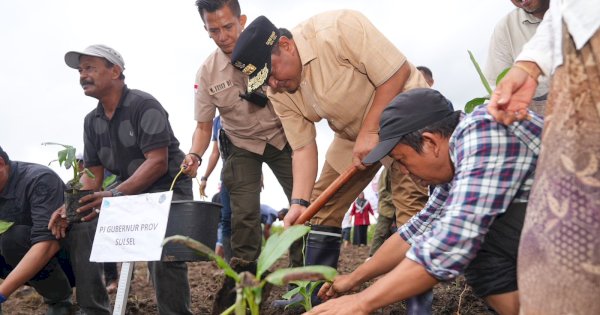 500 Petani Sidrap Siap Budidaya Pisang di Lahan Seluas 2.000 Hektar