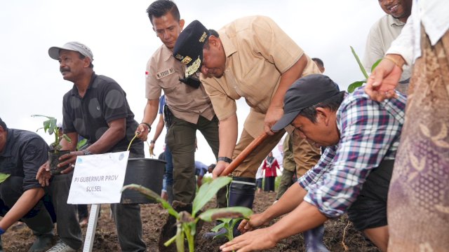 500 Petani Sidrap Siap Budidaya Pisang di Lahan Seluas 2.000 Hektar