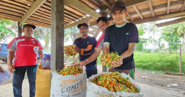 Pantau Produksi, Kementan Stabilkan Harga Cabai di Akhir Tahun