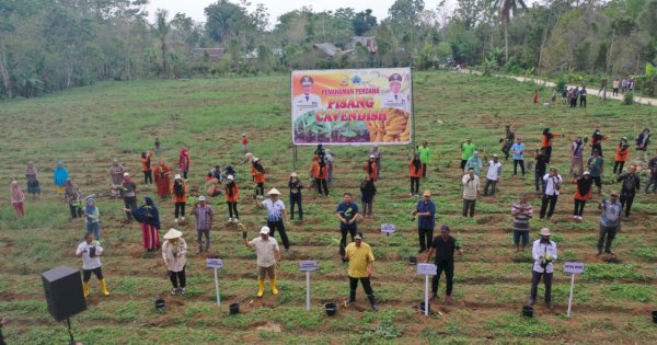 Warga Bantaeng Harap Tanaman Pisang Cavendish Ubah Perekonomian Petani