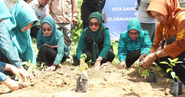 Pj Ketua TP PKK Sulsel Kunjungi Posyandu dan Tanam Cabai di Kelurahan Macanang