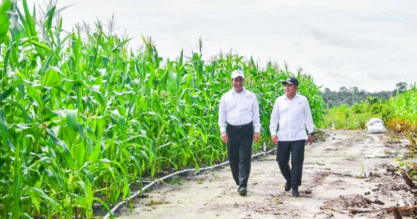 Mentan-Wamenhan Kunjungi Gunung Mas, Pastikan Food Estate Berjalan Baik